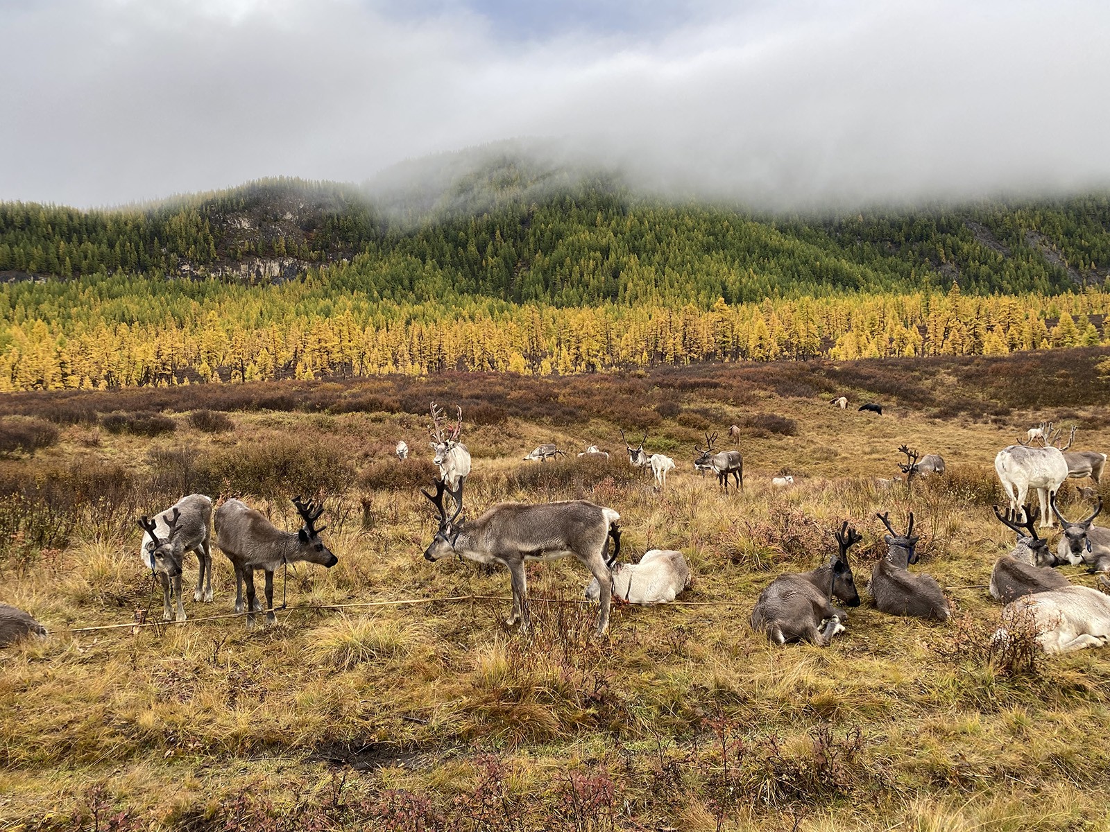 Reindeer trek