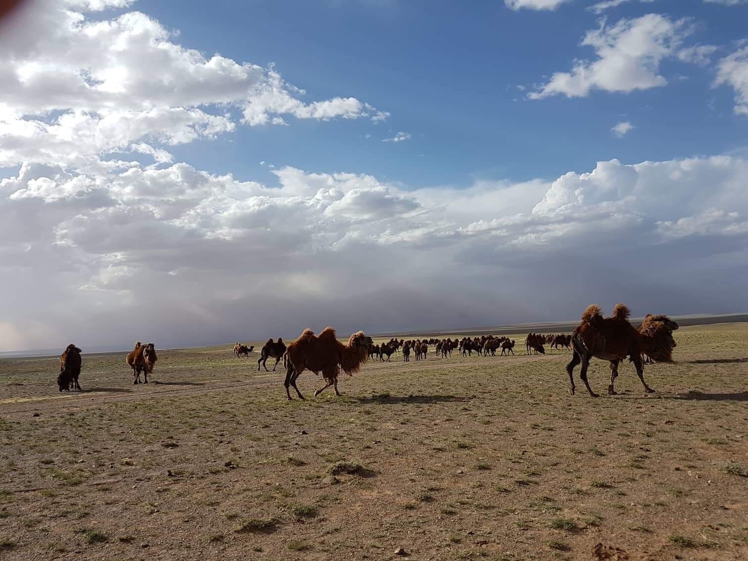 Gobi tour /6 nights and 7 days/ Camel trek