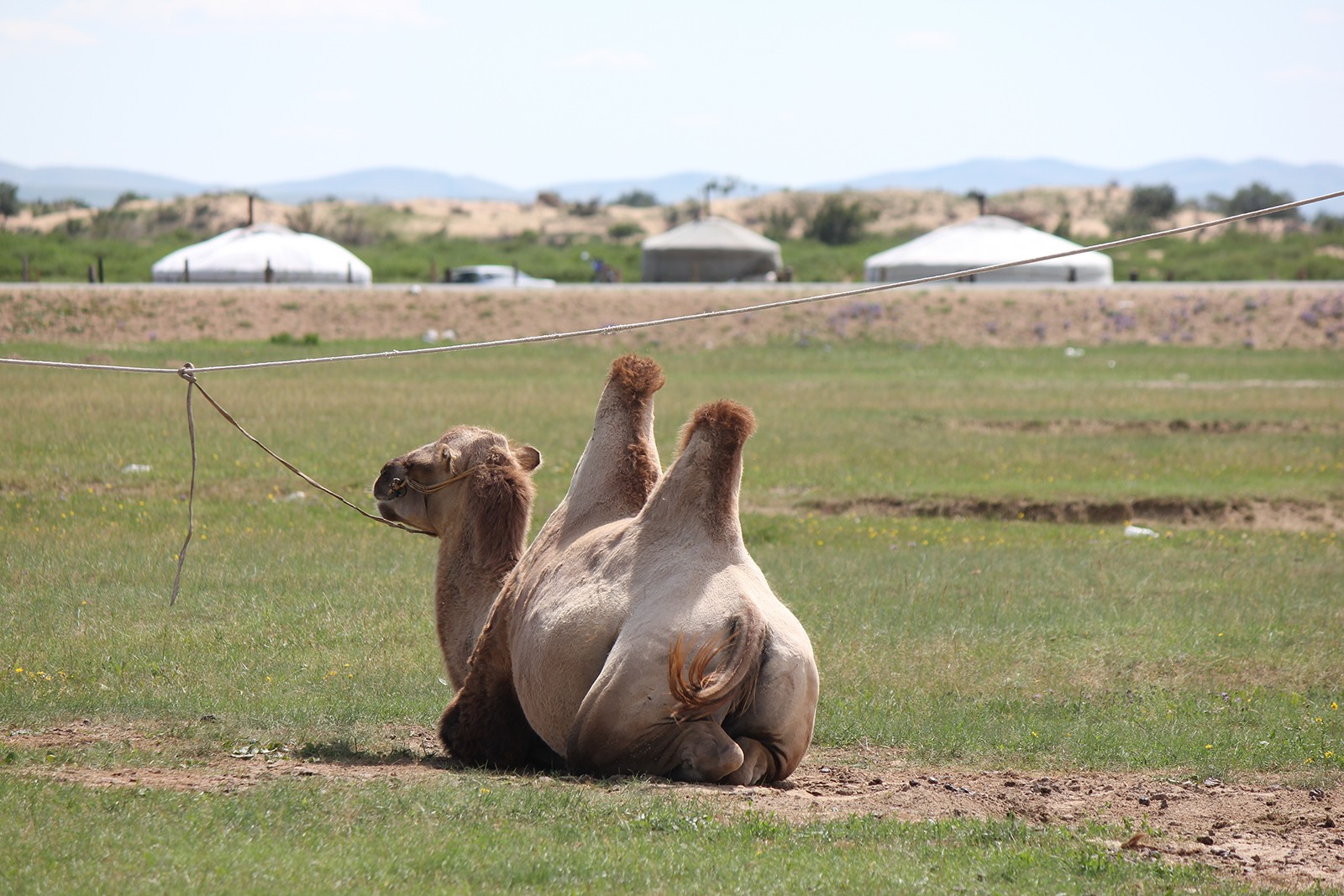Kharhorin - Mongol sand dune and nomad